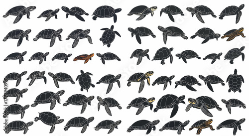 Various turtle species collection with transparent background