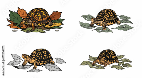 Spotted turtle among leaves in autumn colors