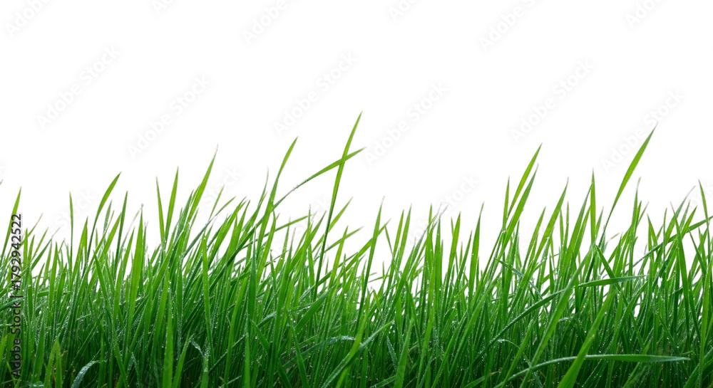 Fototapeta premium Fresh springtime green grass field nature scenic background on transparent background