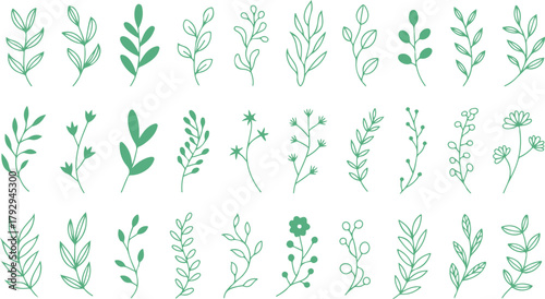 Many green twigs and leaves are sketched with detail on a transparent background