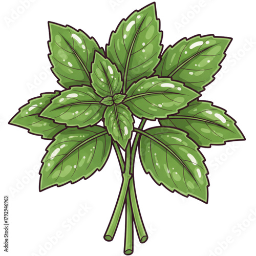 green basil isolated on white background