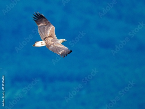A White-bellied Sea-eagle in mid-flight. The focus is sharp on its fierce, concentrated gaze and formidable beak, migrating pass Khao Dinsor, Chumphon Thailand in November 2025