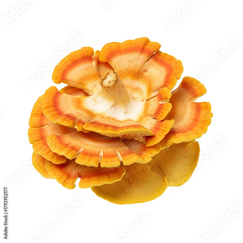 Chicken of the Woods Mushroom Angled Top View PNG. Fresh wild edible fungi, featuring its vivid colors and natural texture, isolated for eye catching food visuals. Organic forest mushroom PNG