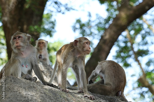 Macaca fascicularis is long-tailed monkey with grey to reddish-brown fur. Monkey looking for food in garden. 4 macaques sit and climbing on rocky outcrop under large tree. Female sits facing camera.
