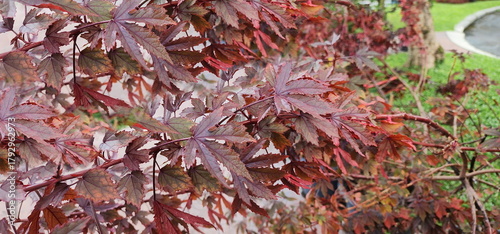 Cranberry hibiscus is beautiful shrub with red leaves all over the plant. African rosemallow leaves are similar to maple leaves. Hibiscus acetosella is a vegetable and semi-shrub ornamental flower. 
