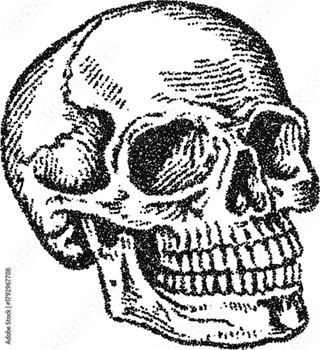 Human skull three quarter view, vintage stipple dotwork vector illustration, monochrome engraving style anatomy bone icon