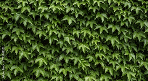 Lush Green Ivy Wall - A Natural Tapestry of Verdant Leaves.