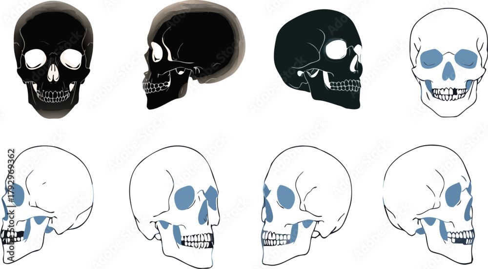Fototapeta premium Human Skull Vector Set – Anatomical Bone Illustration Pack in Multiple Angles and Styles