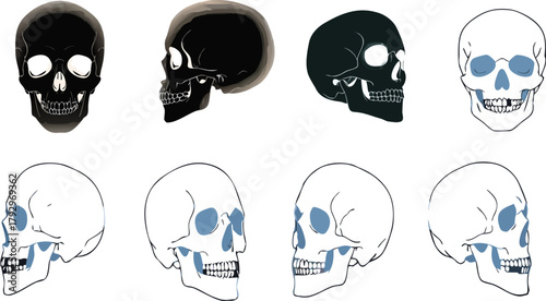 Human Skull Vector Set – Anatomical Bone Illustration Pack in Multiple Angles and Styles