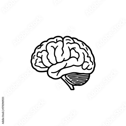 Anatomical Brain Outline