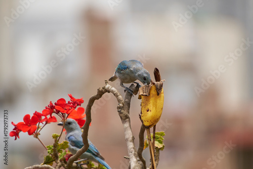 Beautiful Blue-gray Tanager feeding on a banana at a feeder set up for free-range feeding