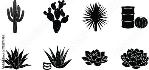 Silhouettes of desert plants
