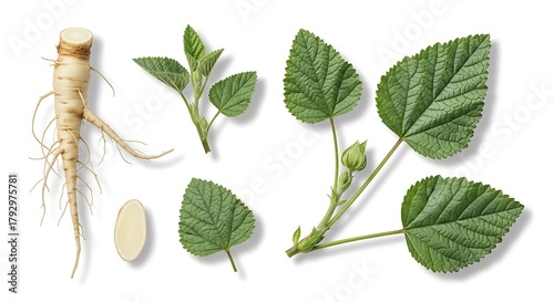 Ginseng root and leaves with seed on white background