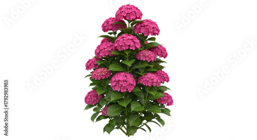 Isolated Hydrangea flower shrub blossom, pink head inflorescence, gardening flowering plant