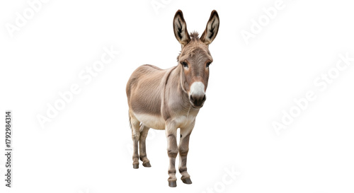 Isolated donkey standing calmly and looking forward with long, upright ears and soft colors