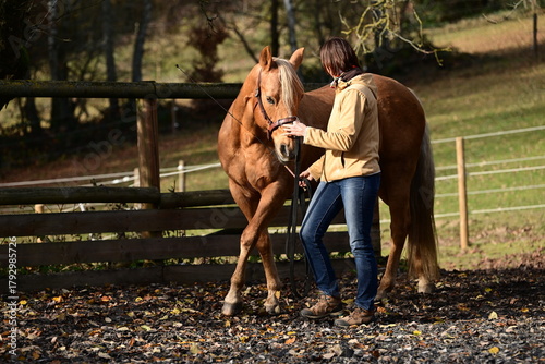 Bodenarbeit mit Pferd. Frau arbeitet mit schönem Pferd mit Kappzaum an der Hand im Freien