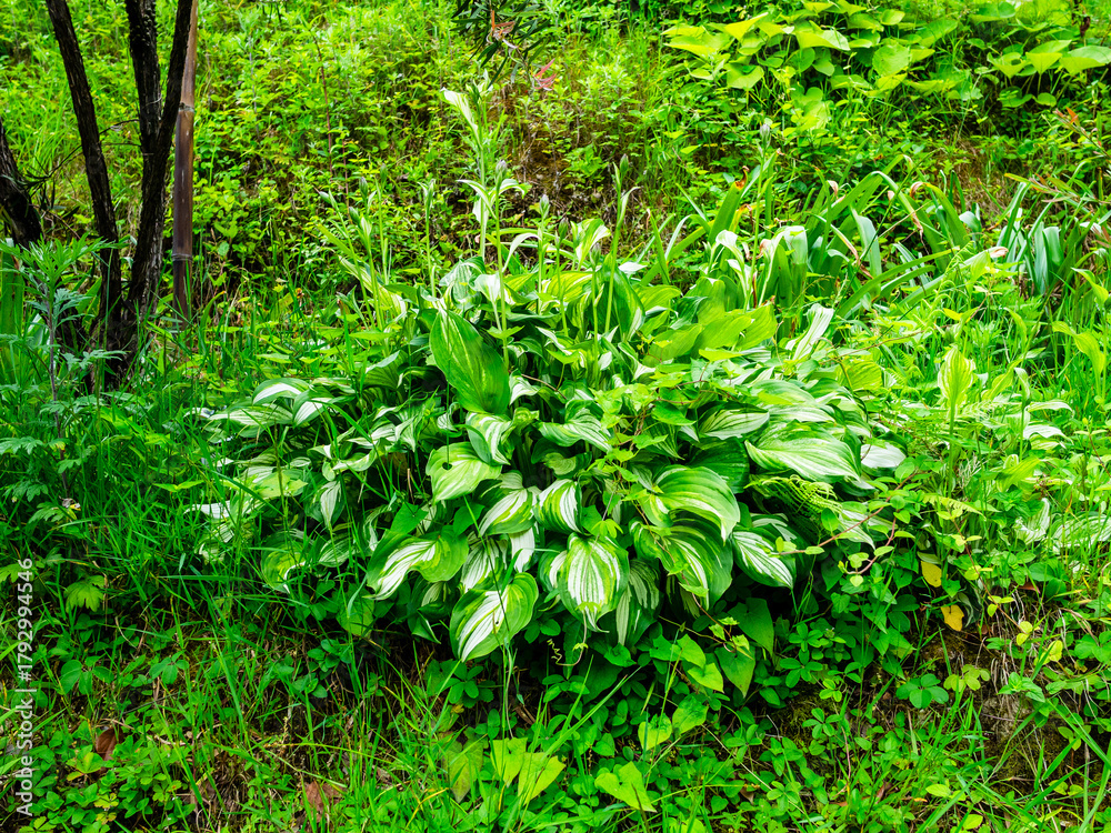 Obraz premium bush of Hosta sieboldiana, Batumi Botanical Garden