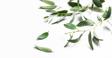 Eucalyptus plant leaves. Fresh Eucalyptus close up, isolated on white background, top view. Essential oil, aromatherapy. Medical plant. flat lay, border design 