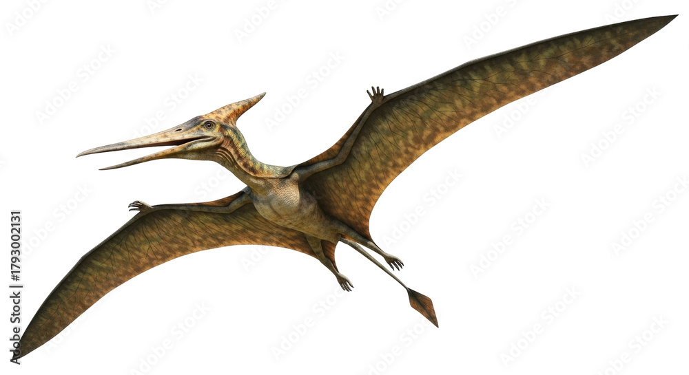 Obraz premium Isolated Pterodactyl soars in flight, showcasing prehistoric animal with impressive wingspan