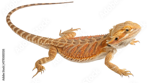 Wallpaper Mural dragon, isolated on a transparent background PNG Torontodigital.ca