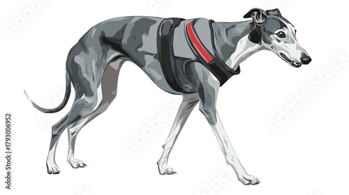 Vector illustration of a greyhound dog