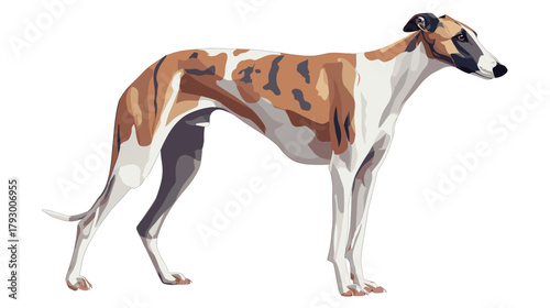 Vector illustration of a greyhound dog