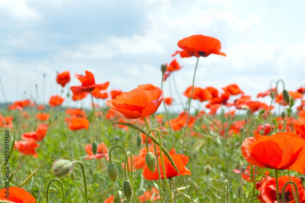 Obraz premium Mohnblumen, Feld