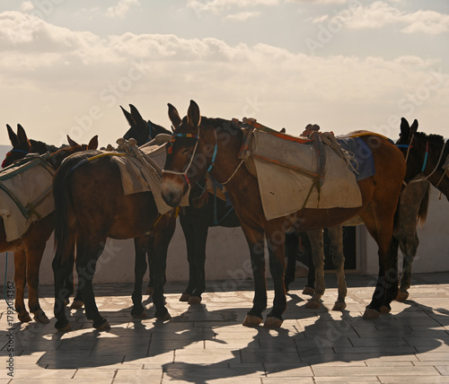 The Donkeys of Santorini waiting to be worked.