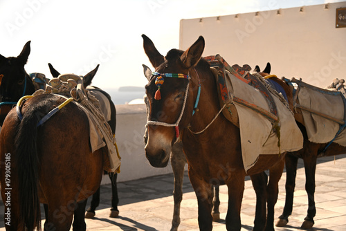 The Donkeys of Santorini waiting to be worked.