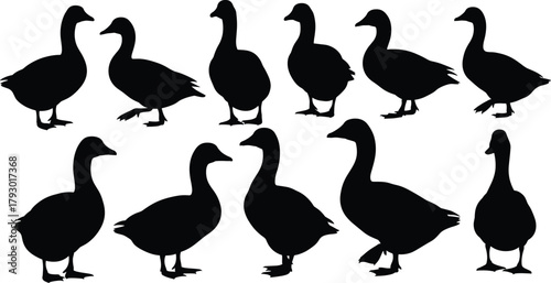 Black silhouette geese in various poses, walking and standing birds, vector illustration for farm design, nature icon set, minimal style