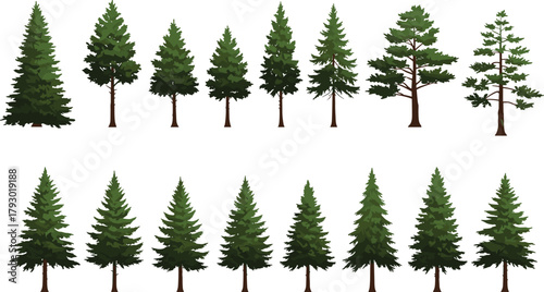 Coniferous trees illustration, pine tree silhouettes, evergreen forest design, botanical diversity, nature elements, foliage shapes, landscape assets, vector trees, forest icons, tree collection
