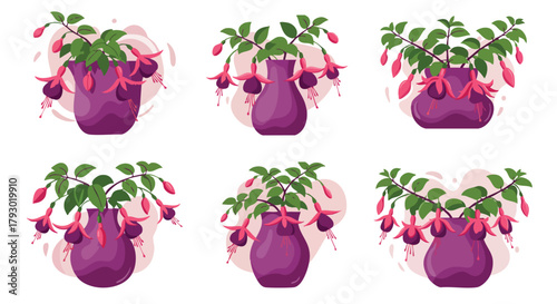 Beautiful collection of potted fuchsia plants in various purple vessels featuring exotic pink flowers and verdant foliage arrangements