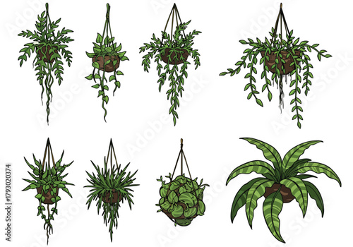A vibrant collection of hand-drawn hanging and potted green plants, perfect for botanical illustrations and natural decor elements