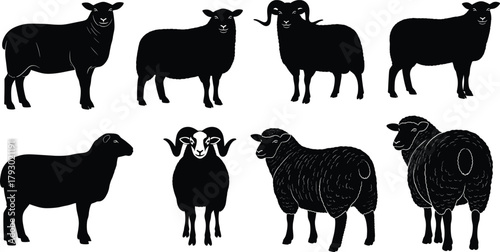 Sheep breed silhouettes, diverse horn and wool styles, black vector livestock, farm animal illustration, rural concept, minimal design, agricultural reference