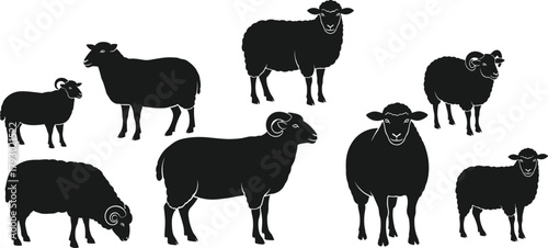 Sheep silhouettes, various poses and horn styles, black vector livestock, simplified animal illustration, rural concept, minimal design, farm breed diversity