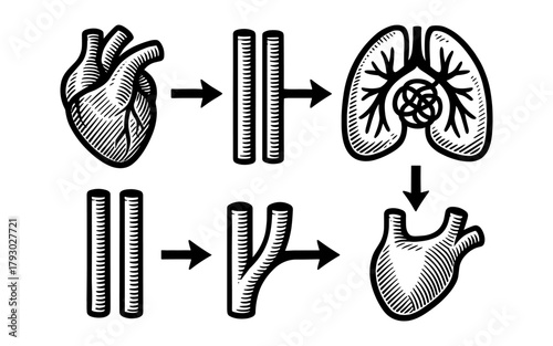 Hand drawn style circulatory and respiratory system diagram with arrows