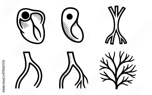 Hand drawn veins and arteries anatomy set with organic branching patterns