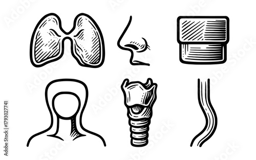 Hand-drawn respiratory system elements: lungs, nose, trachea, and more