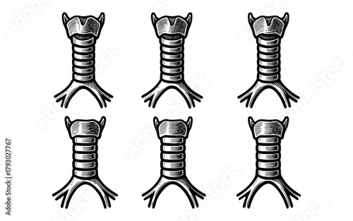 Vintage anatomical neck spine diagrams in monochrome medical art style
