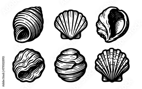 Detailed black and white seashell illustrations for nautical designs