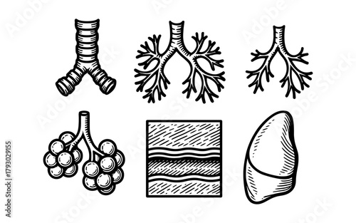 Detailed hand drawn respiratory system elements for medical education