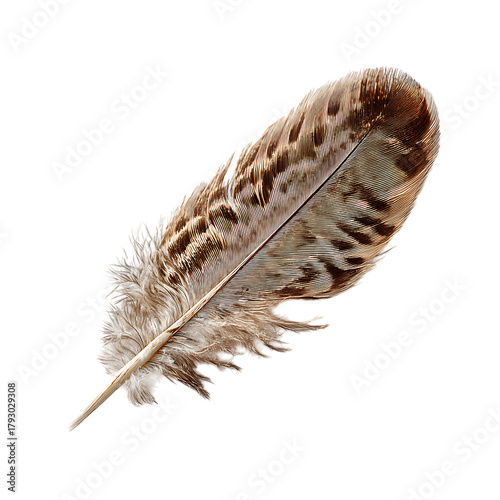 Isolated Feather Floating Gently In Air