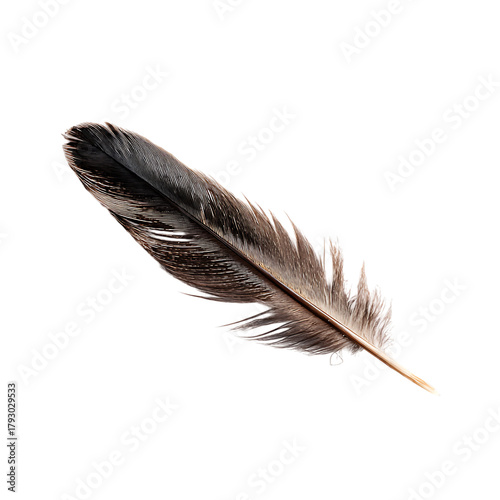 Isolated Feather Floating Gently In Air