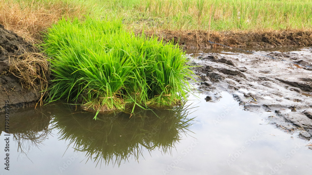 Fototapeta premium Rice seedlings ready for planting in the fields