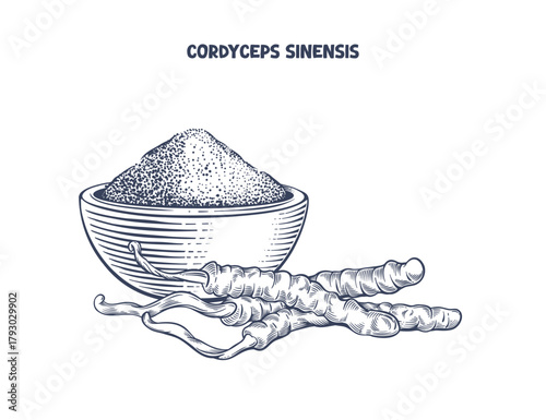Cordyceps sinensis. Dried mushrooms and a bowl of mushroom powder. Hand drawn vector illustration of a natural and alternative medicine ingredient