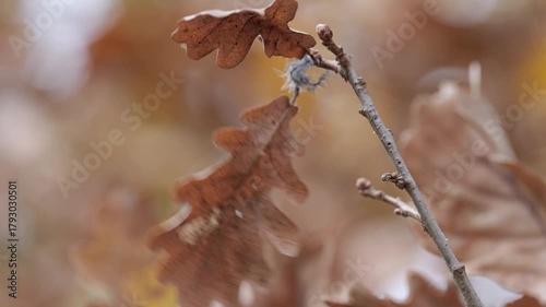 Dried leaf swaying gently in the autumn breeze
