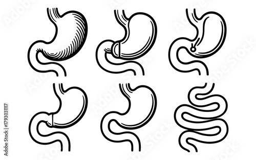 Linear outline drawings of human stomach and digestive system variations