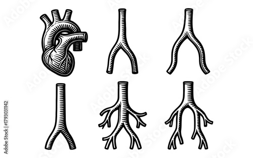 Hand drawn human heart and arteries diagram in vintage style