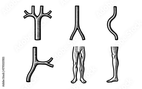 Anatomical exploration of human and plant forms in engraved style