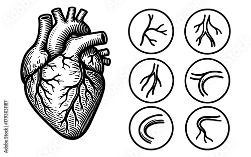 Detailed anatomical heart with artery diagrams in hand-drawn style